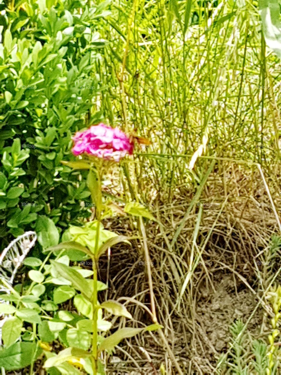 Schmetterling auf blume