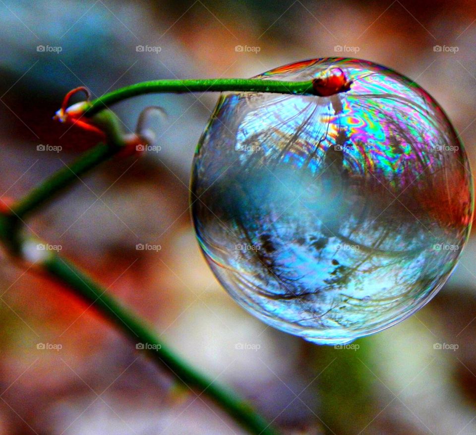 Hanging Bubble . Bubble hanging from a stem with a whiles forest inside!