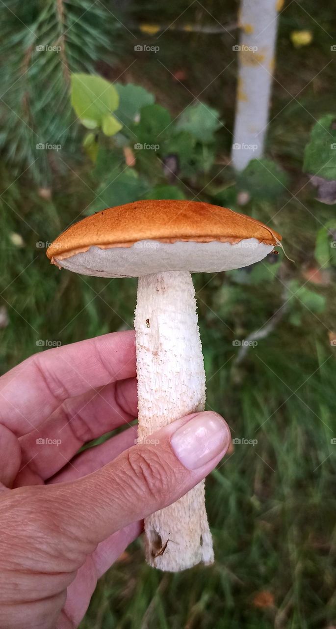 boletus orange cap in the hand in the forest