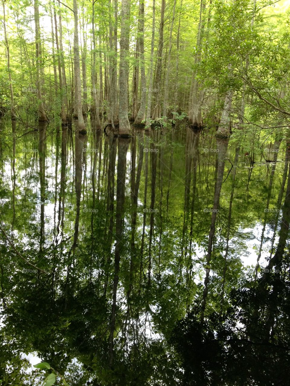 Trees reflected 