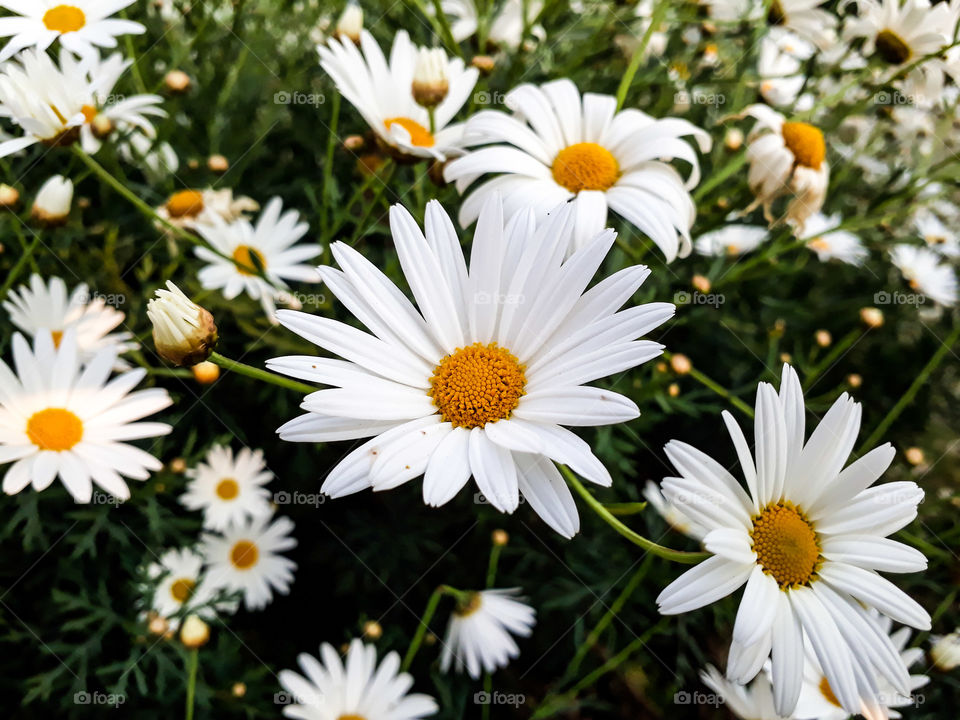 Beautiful flowers blooming, indicating the arrival of spring time.