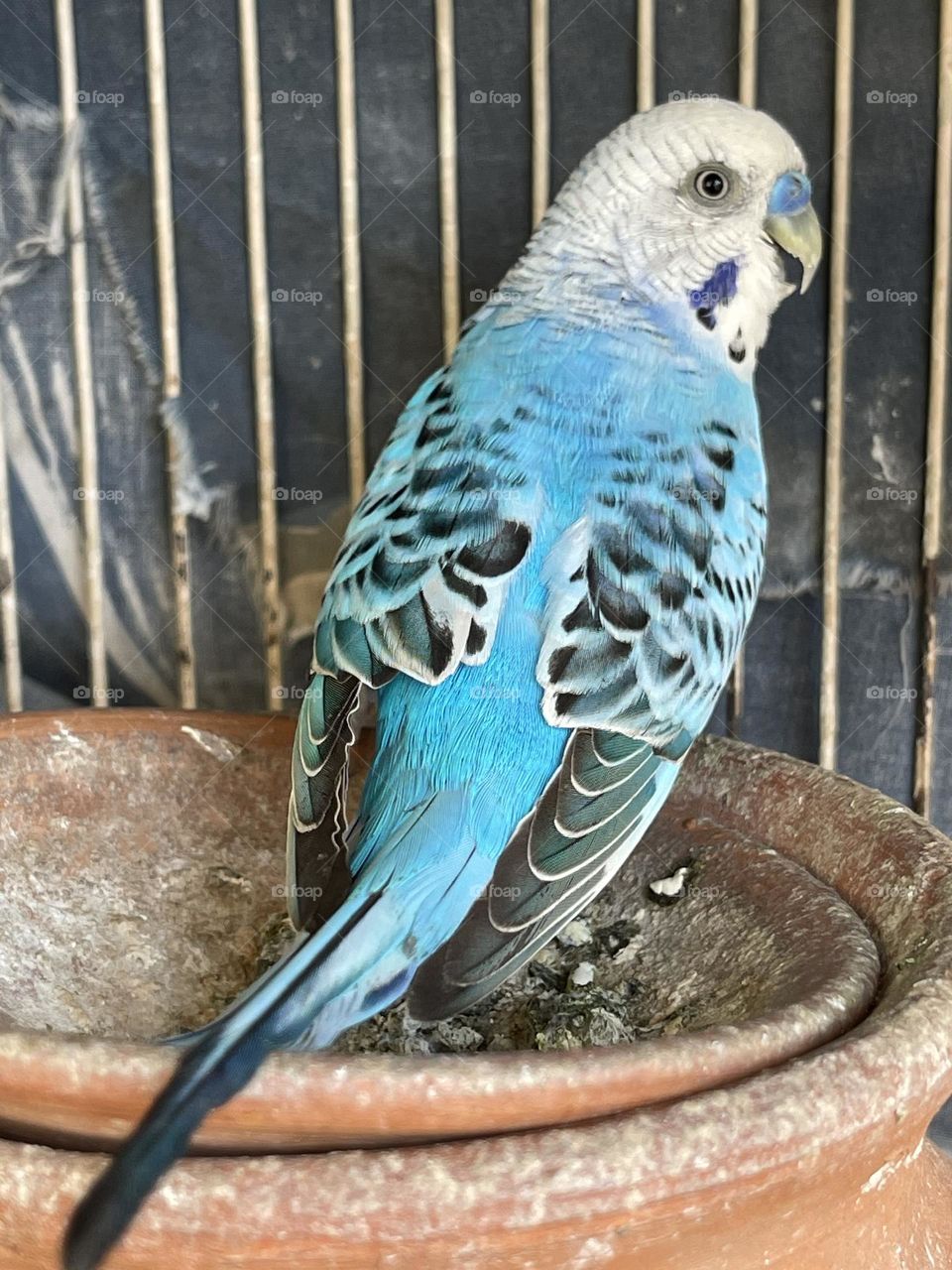 The Blue budgerigar mutation is one of approximately 30 mutations affecting the colour of budgerigars. It is part of the genetic constitution of the following recognised varieties: Skyblue, Cobalt, Mauve and Violet…!