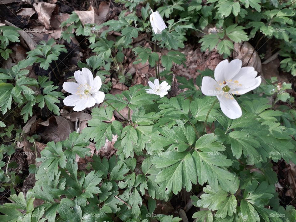 springtime in the wood