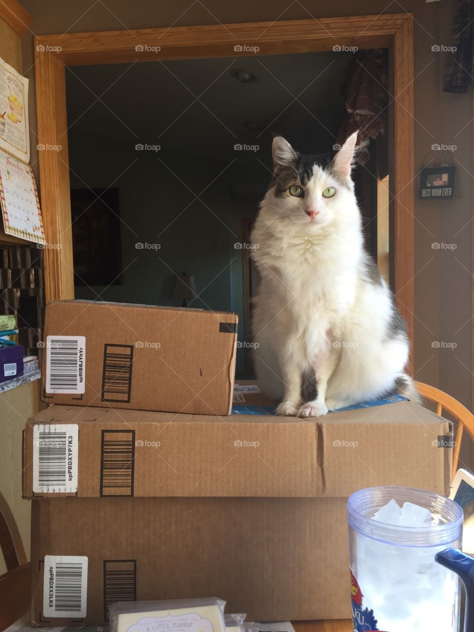 Cat on boxes