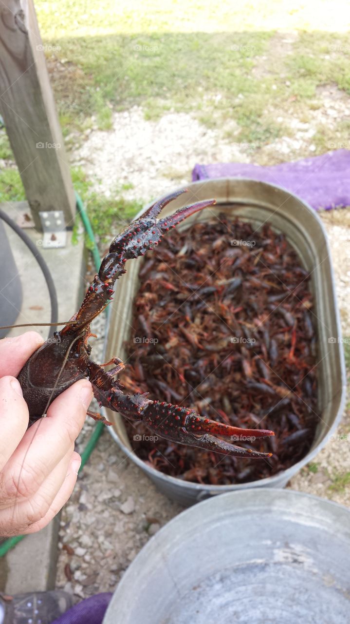 Fresh crawfish. Cleaning live crawfish just purchased from a crawfish farmer in southern Louisiana for a crawfish boil. 