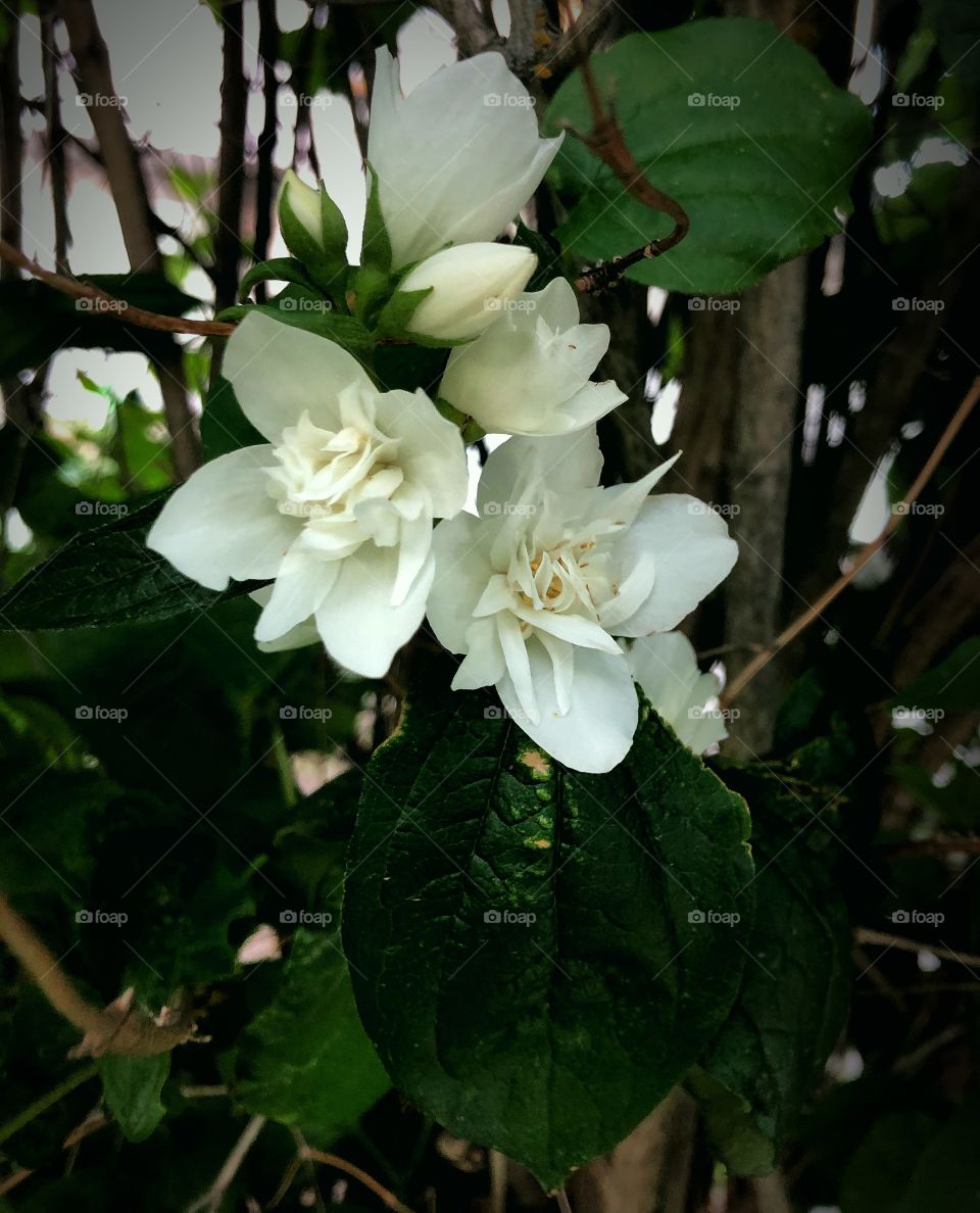 White and green and branches