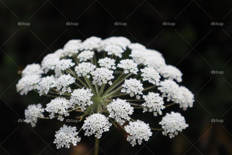 White flowering