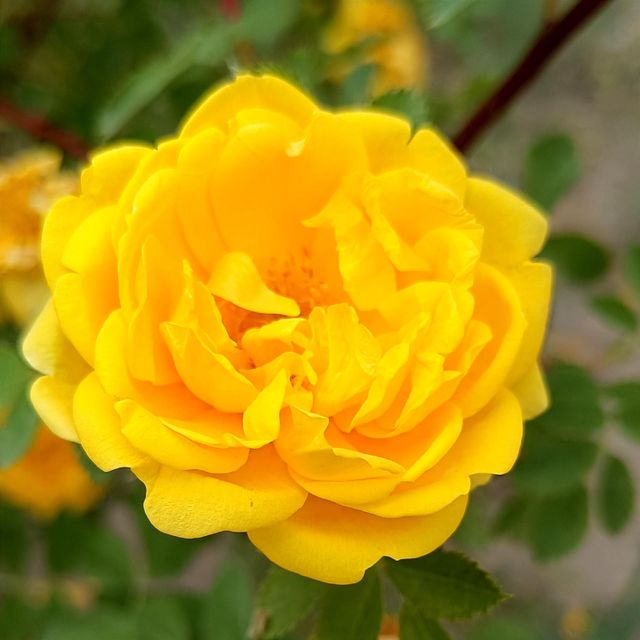 Yellow rose