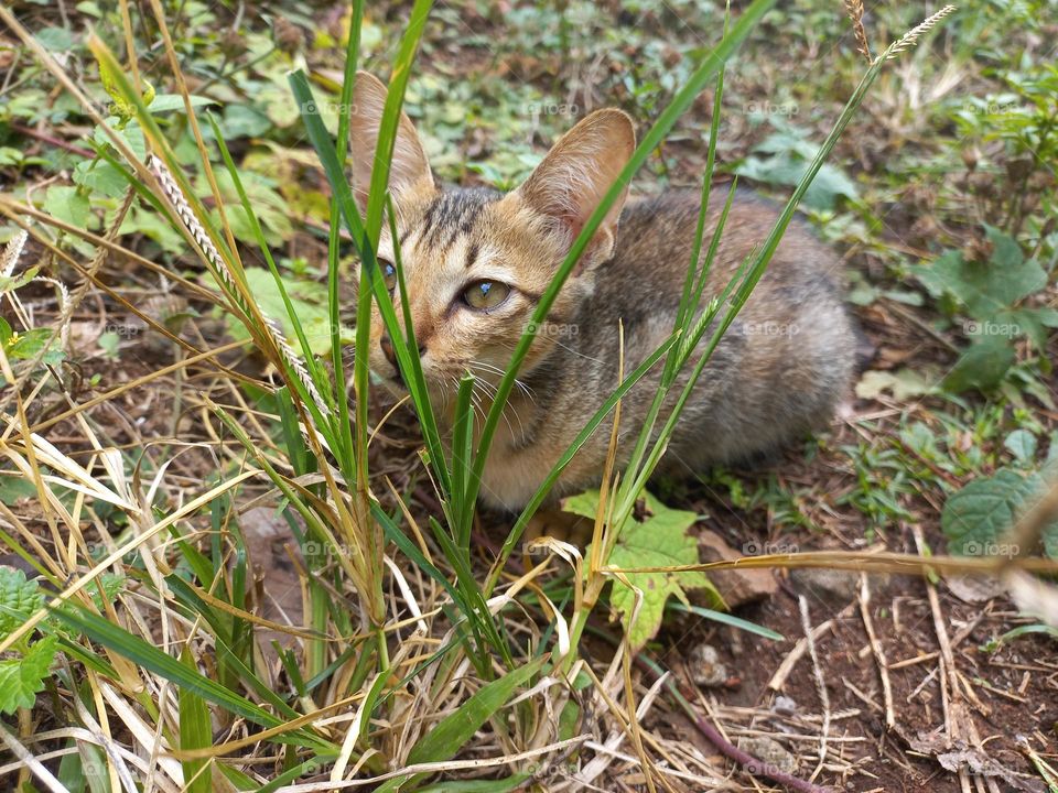 The cute kitten is in the grass garden