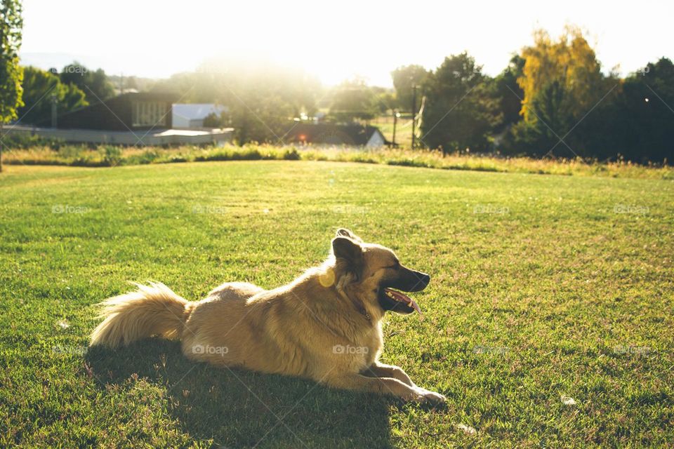 Dog days of summer.