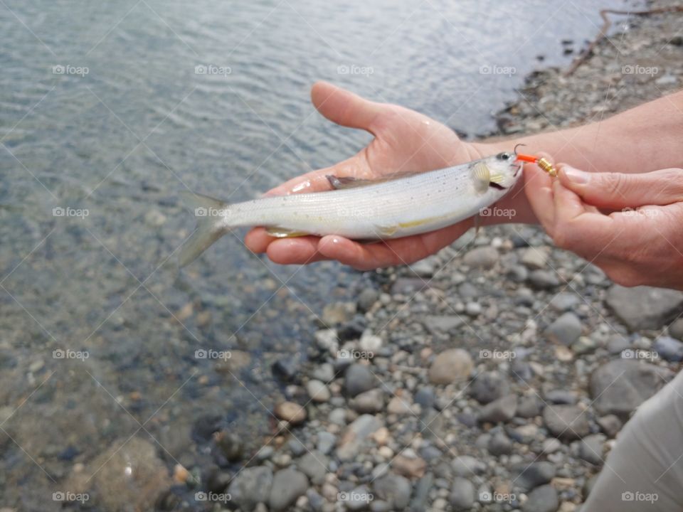 A grayling in the Yukon River.