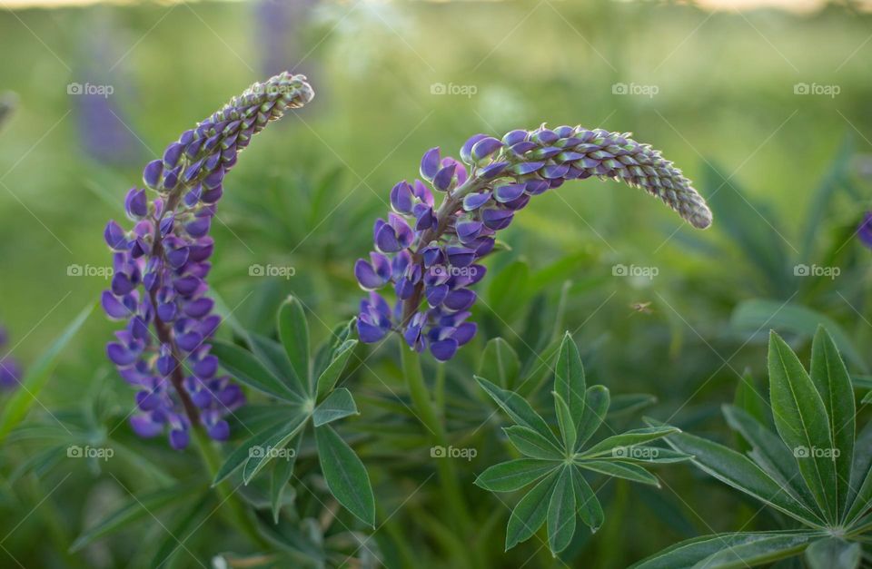 lupins