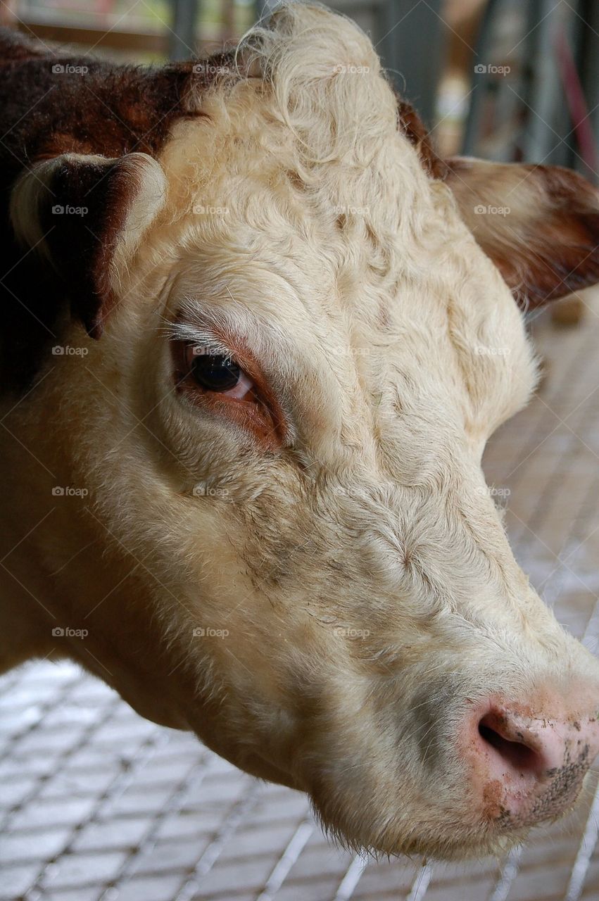 Cow