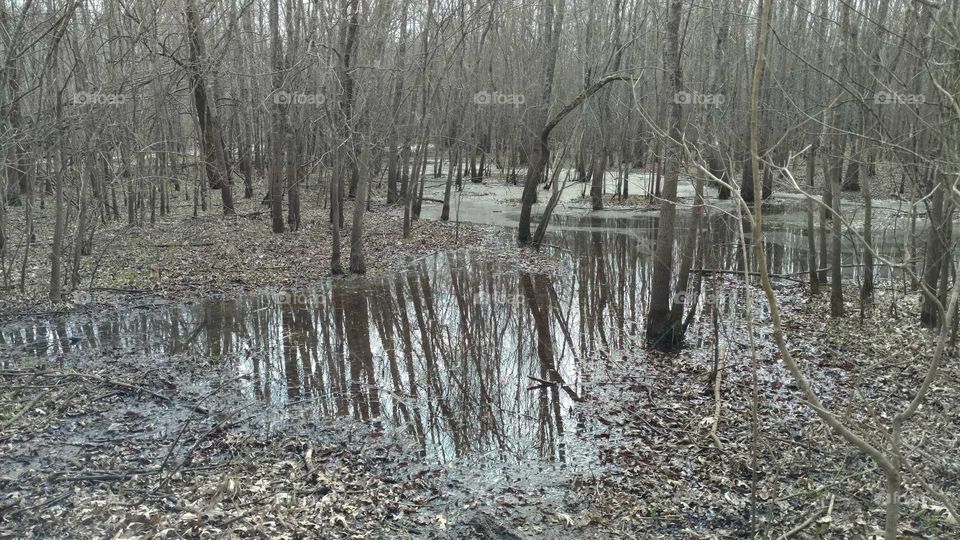 Muddy Swamp Land in East Texas