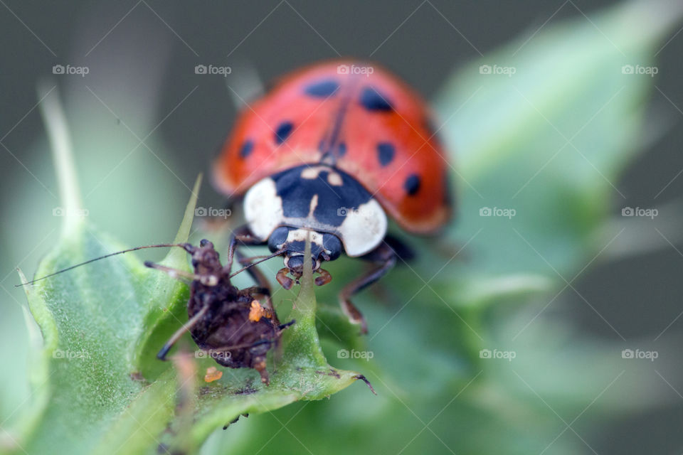 Ladybug eating aphid macro