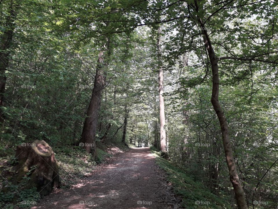 springtime in the wood