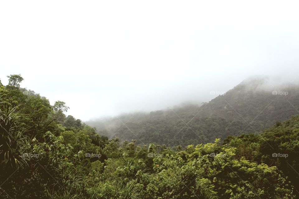 Nature and fog