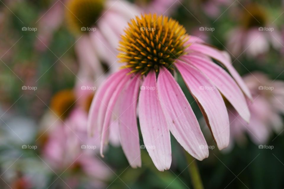 Echinacea 