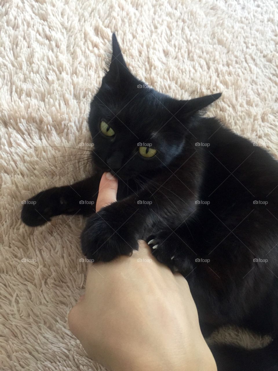 Black cat biting a finger