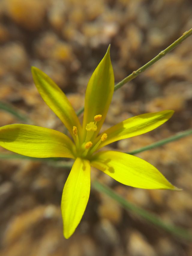 Flower yelow