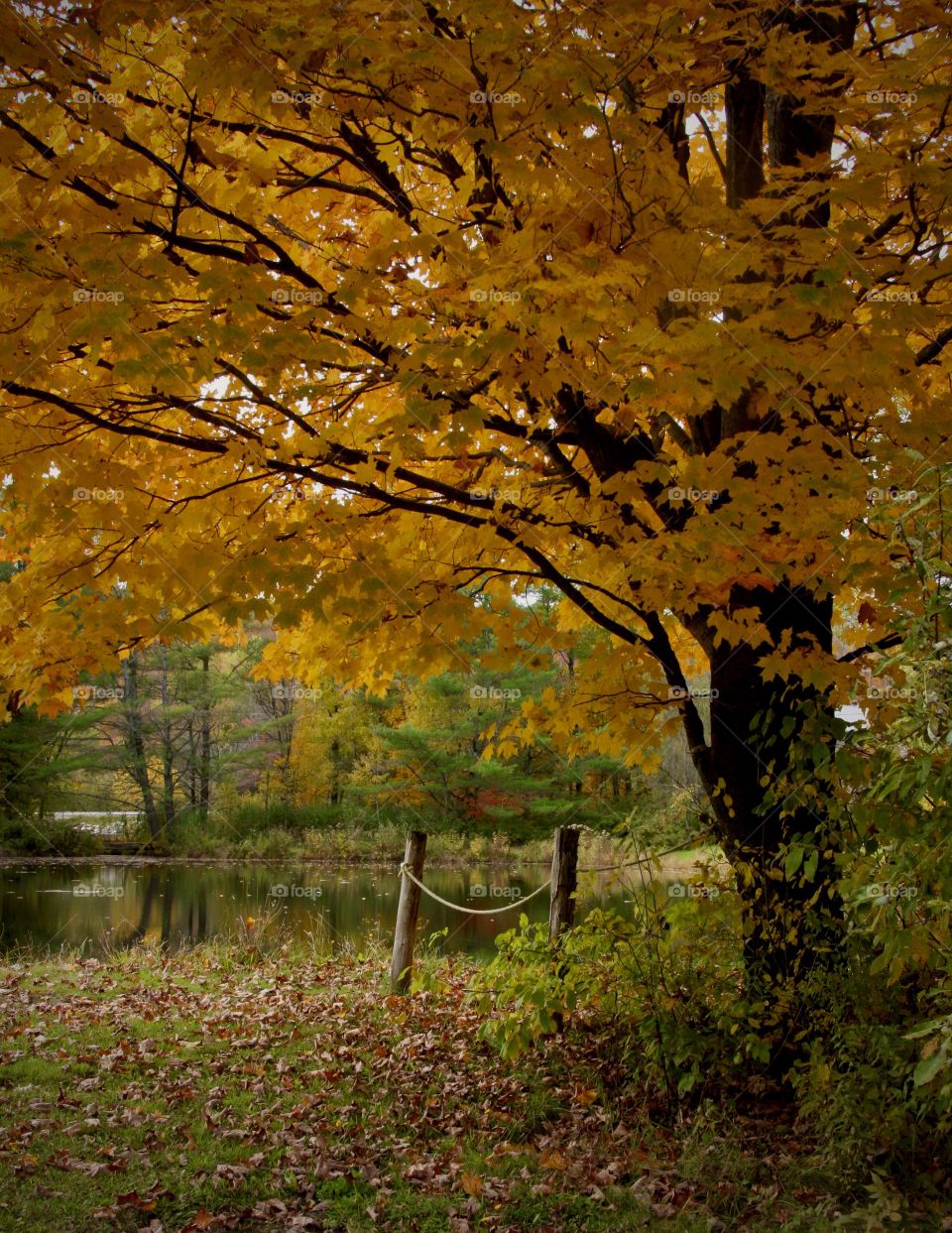 A fall day by a quiet pond