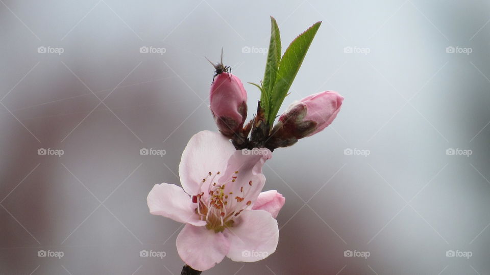 Peach tree blossoms with a fly