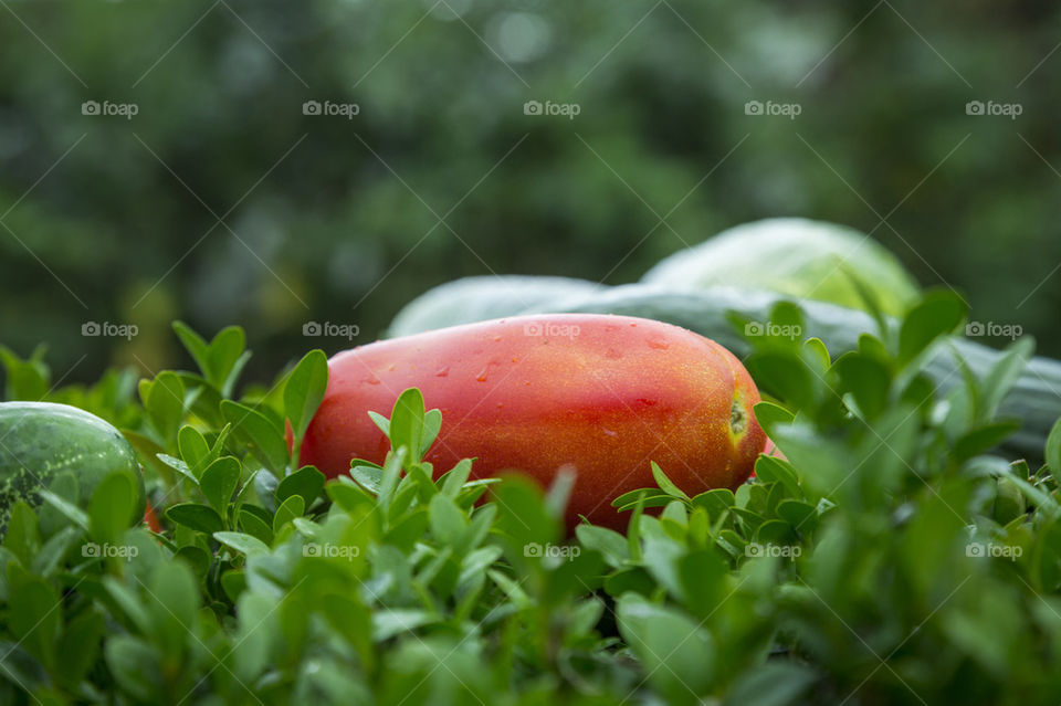 Tomato and cucumber 