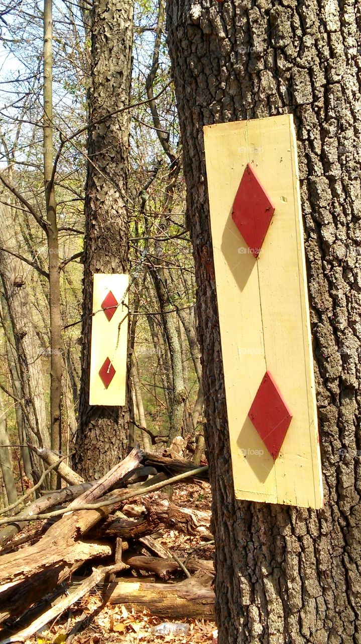 Wood, No Person, Tree, Nature, Leaf