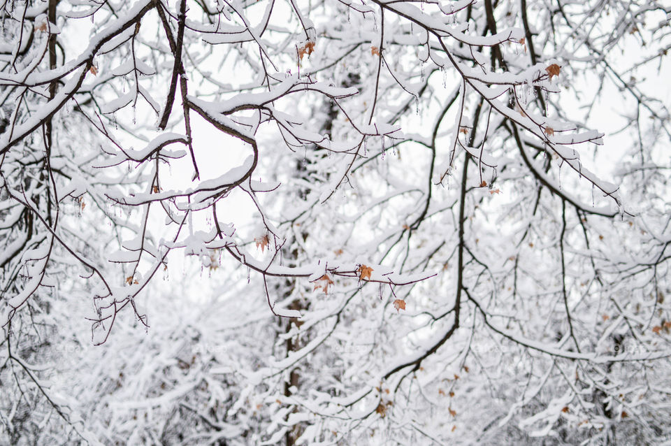 Tree branches covered in snow