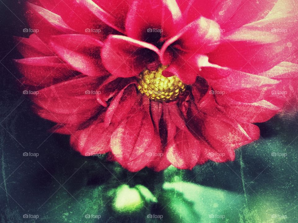 Abstract red dahlia 