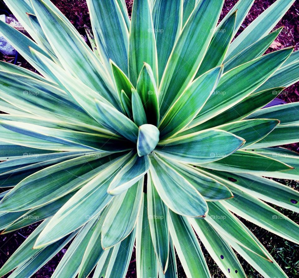 varigated yucca