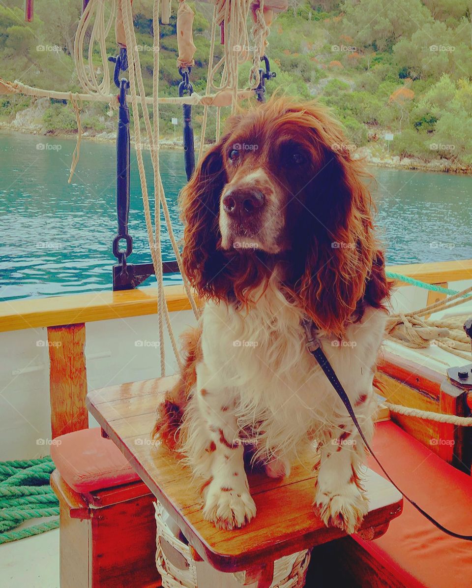 Sammy the Dog at Sea, Greece