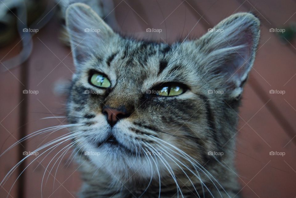 Close-up of tabby cat