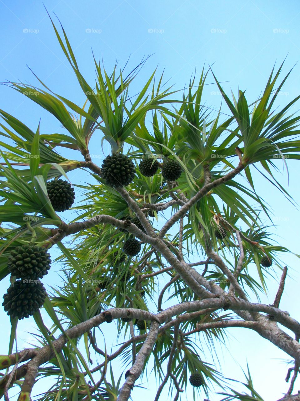 Pandanus pine with fruit. Pandanus or Screw Pine with fruit