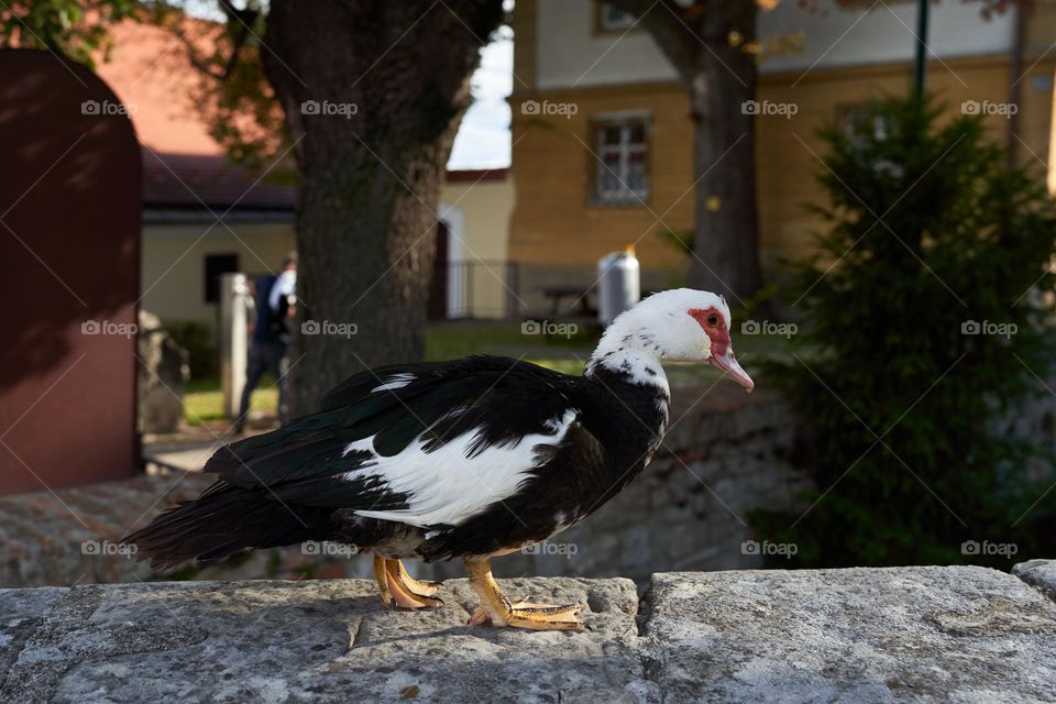 Muscovy duck