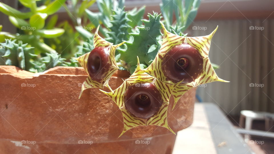 alien flowers