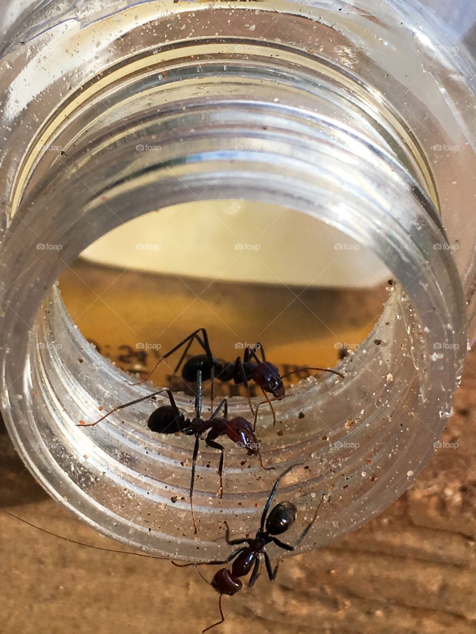 Worker ants crawling inside and outside glass jar on its side 