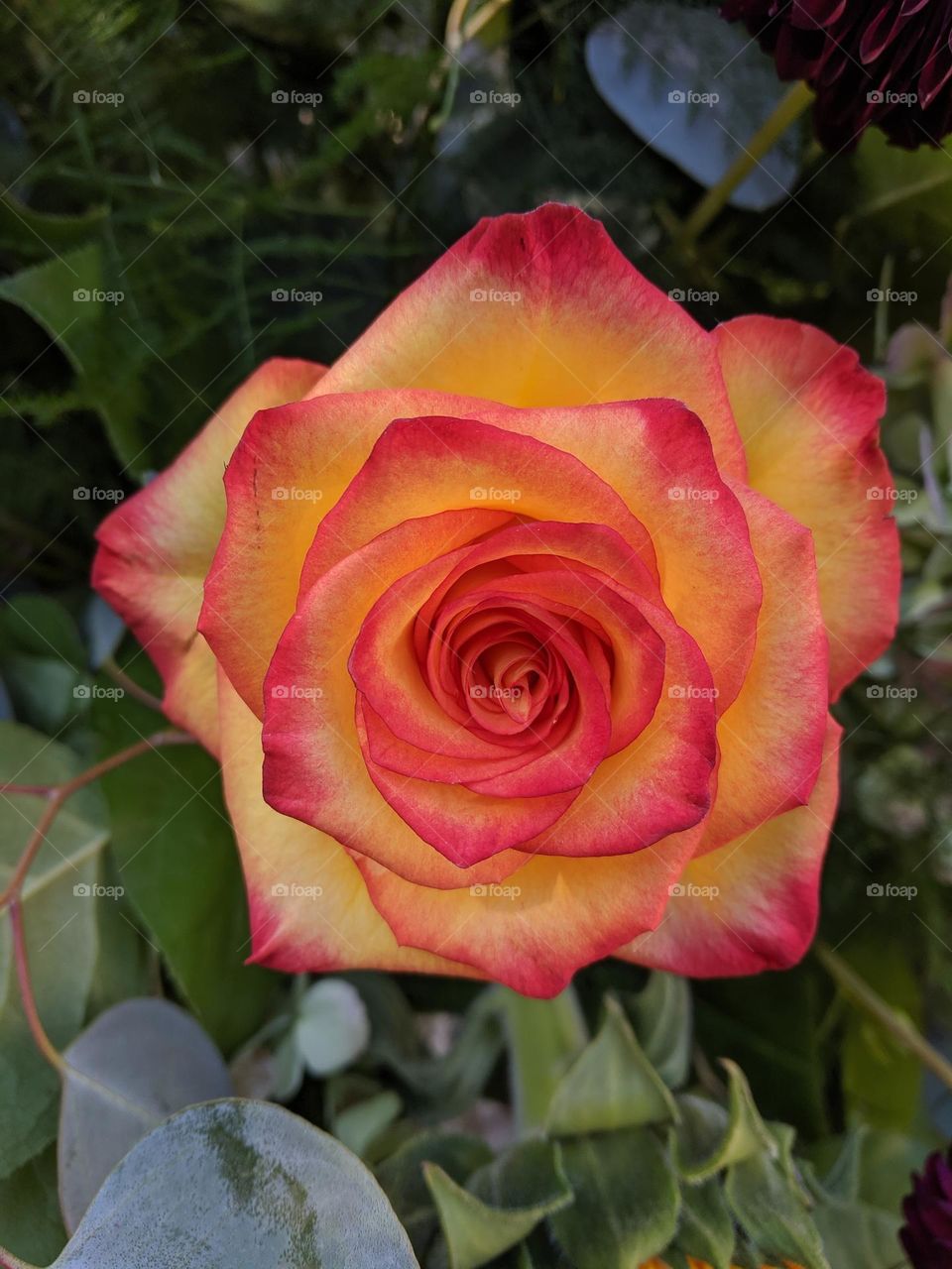 beautiful rose