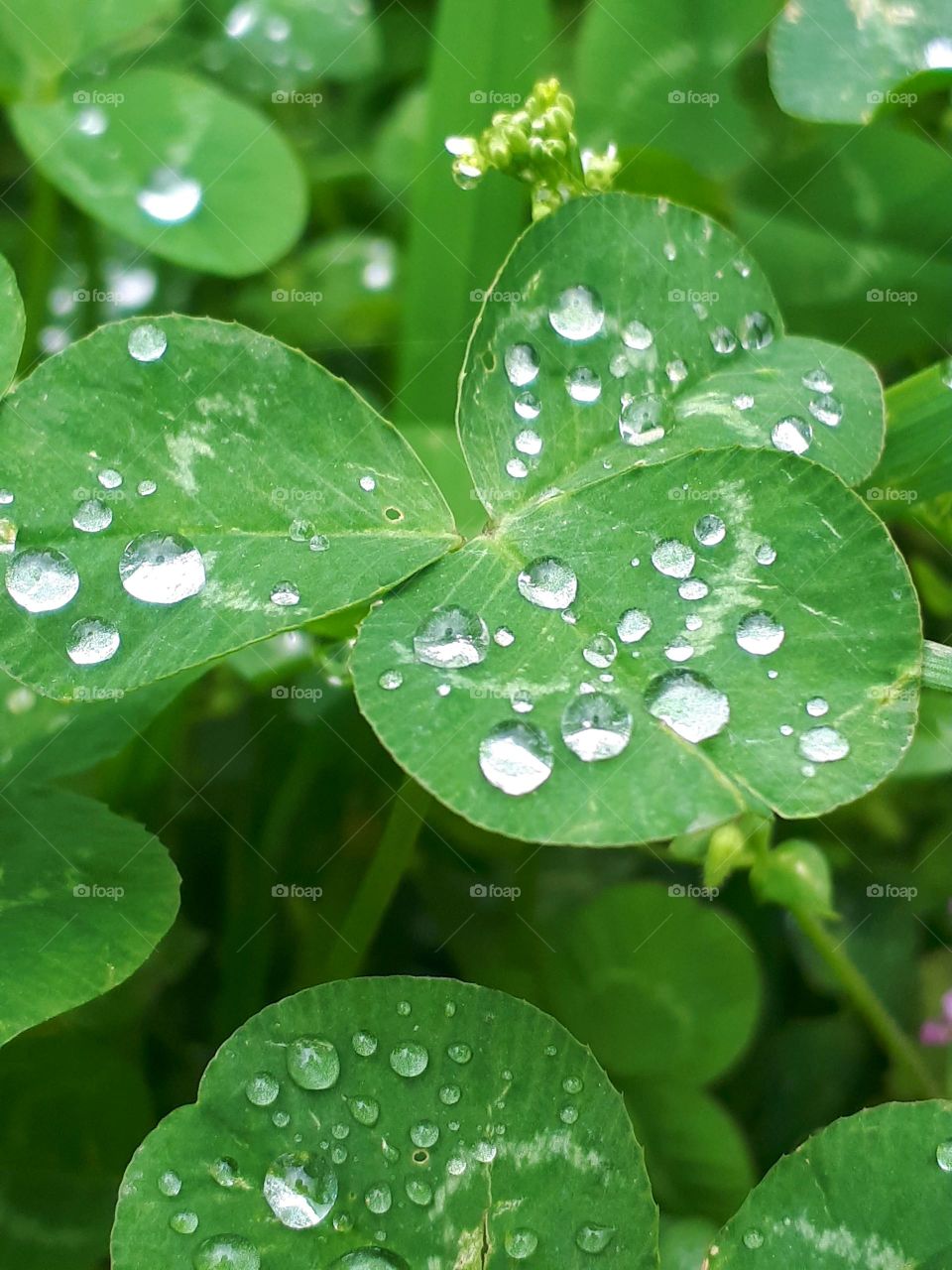 Drops of water on leaves of grass and plants after rain