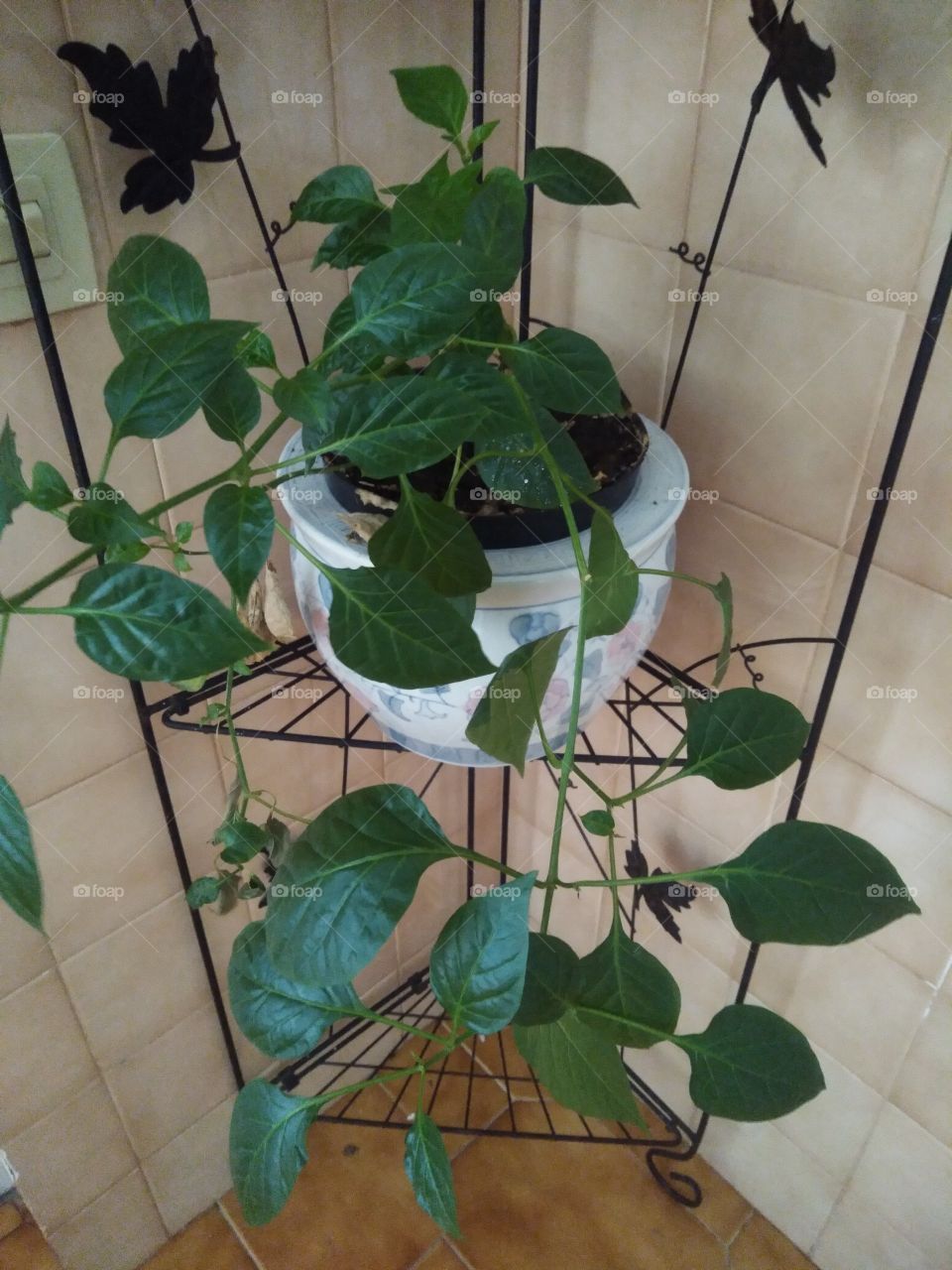 Growing green plant