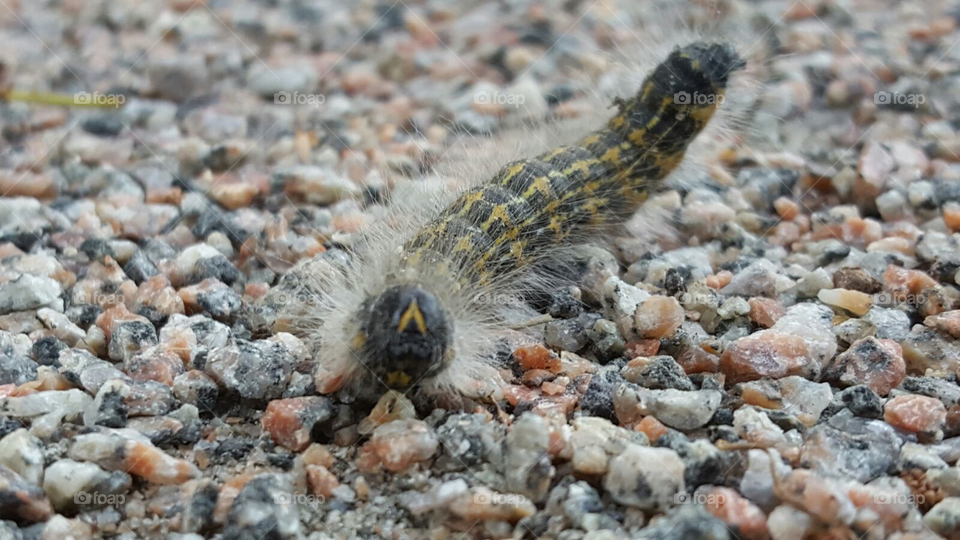 Caterpillar