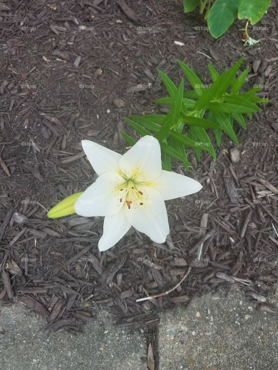 Naturally grown white lily ❤