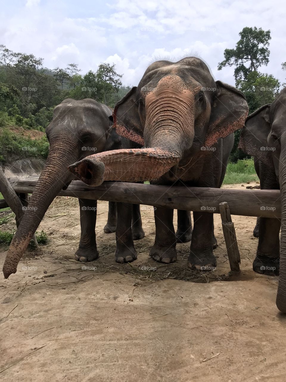 Thailand elephants 
