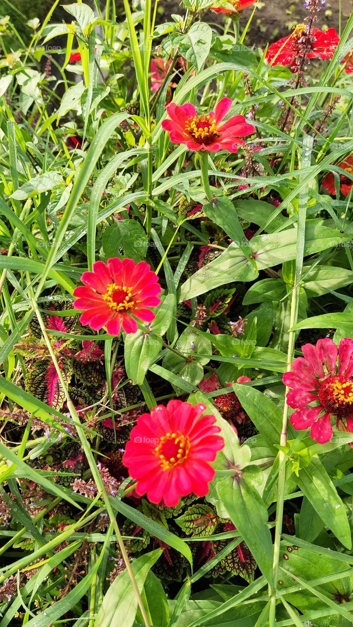 bunga merah di pujon