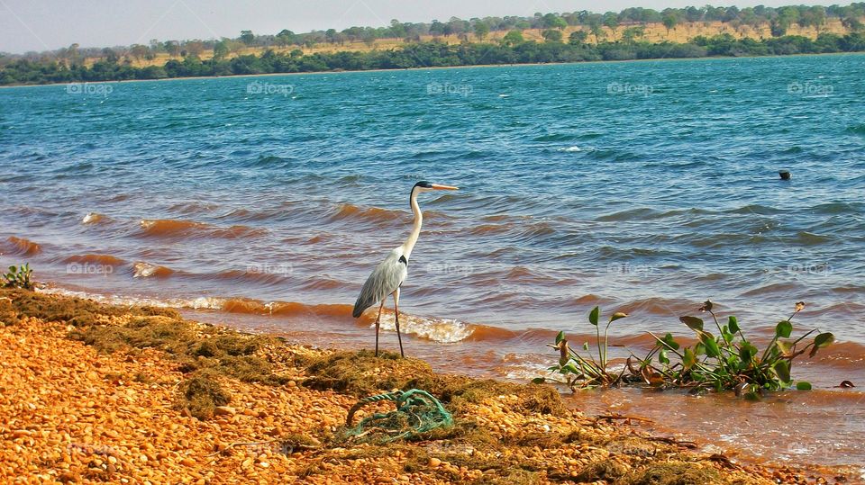 Rio. Garça na beira d'água.