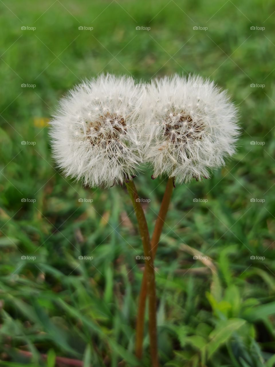 Even nambers. Dandelion. A couple of dandelions. Two dandelions.