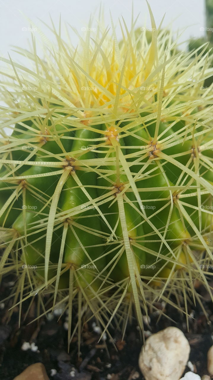 golden barrel cactus large close up spikes green