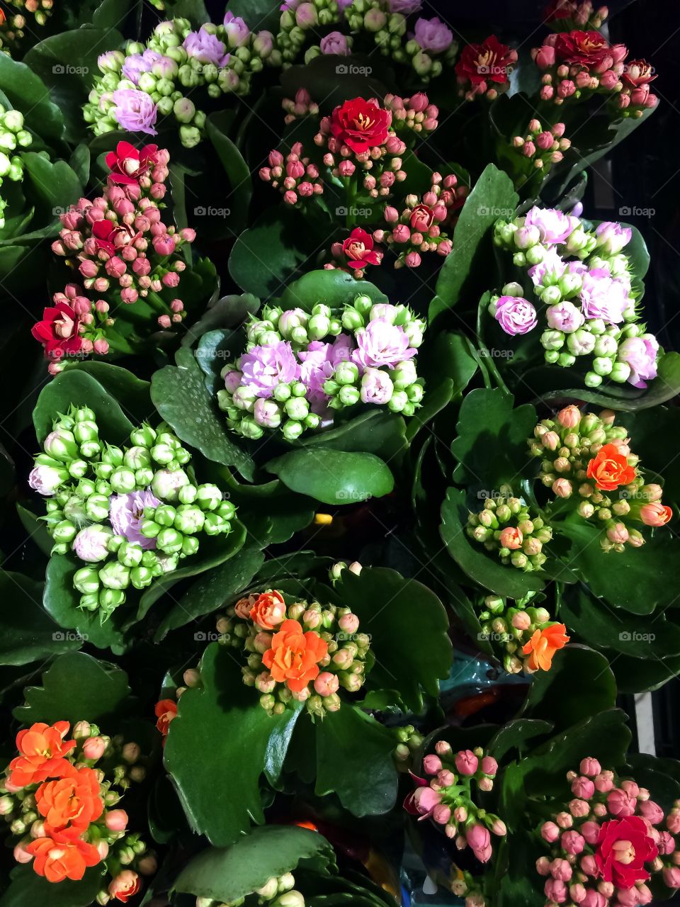 A collection of small pots with colorful flower seedlings in the box
