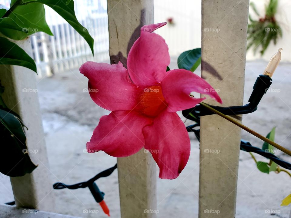 beautiful flower