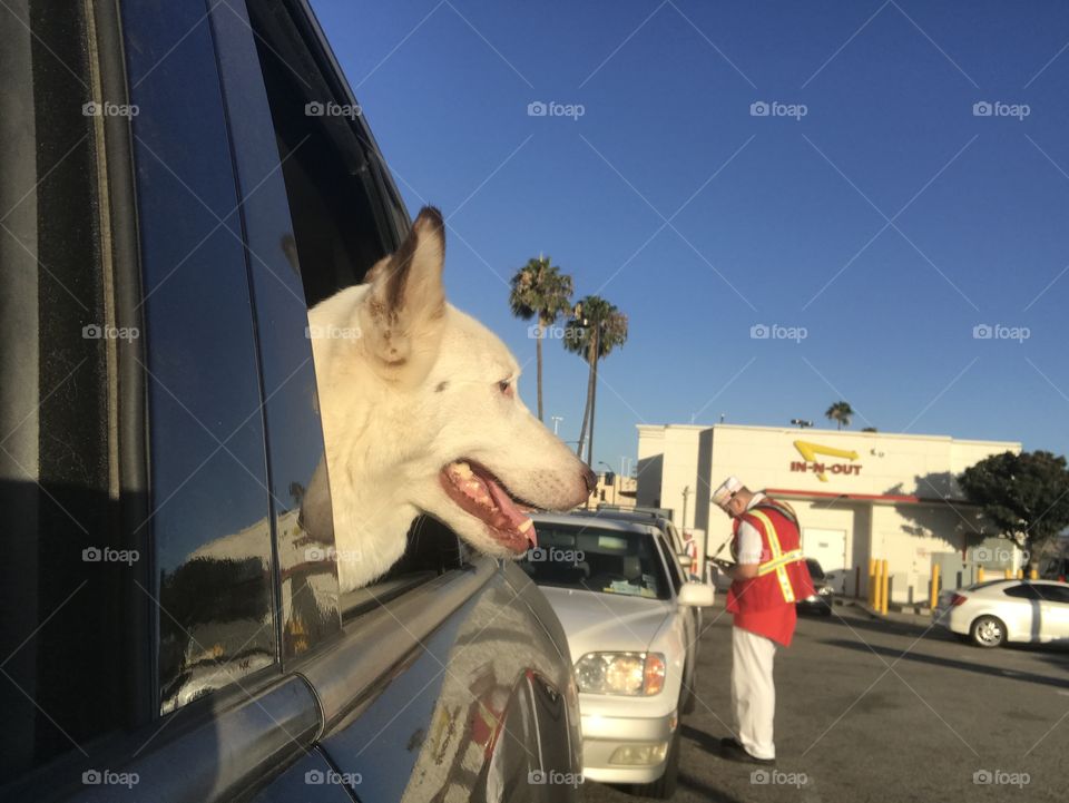 Dog hanging out window at In n Out